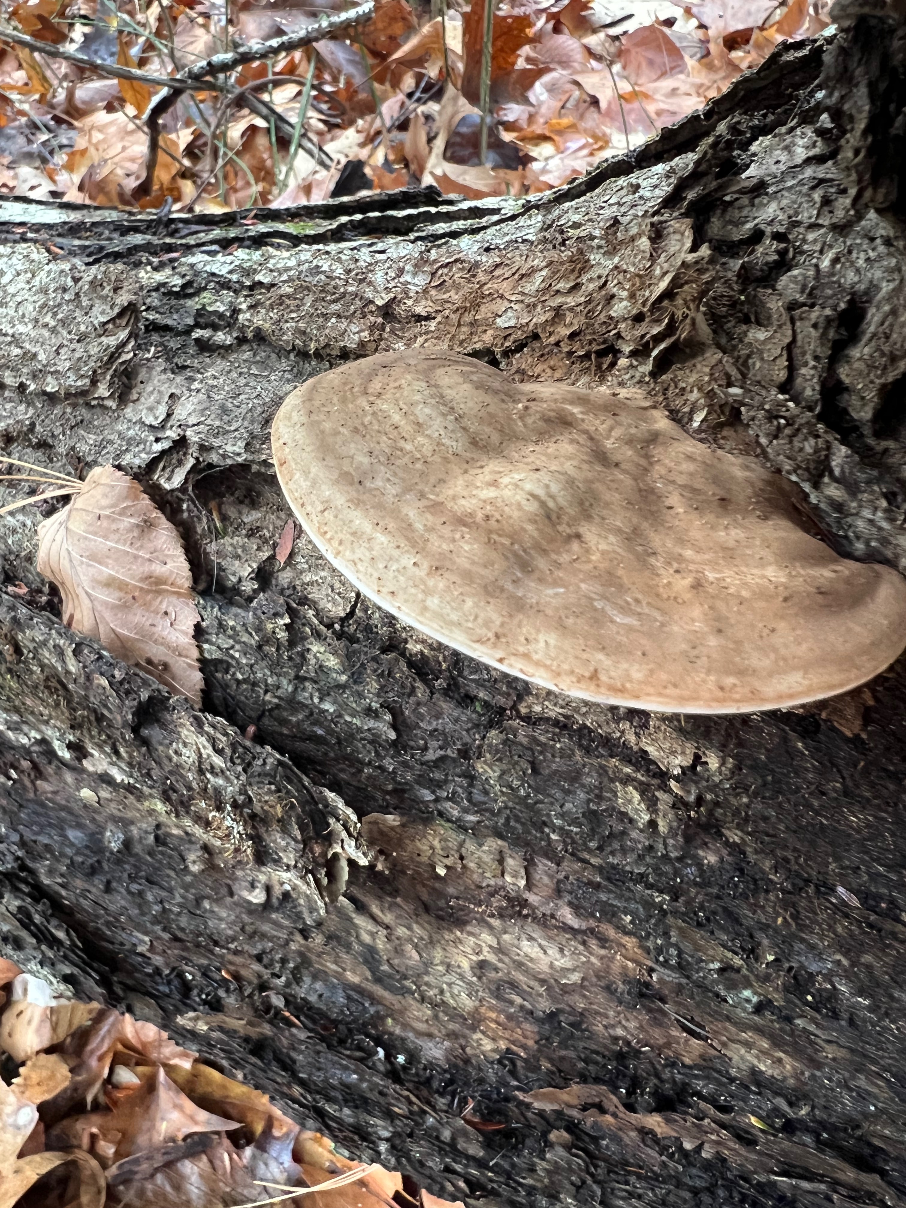 Ganoderma applanatum